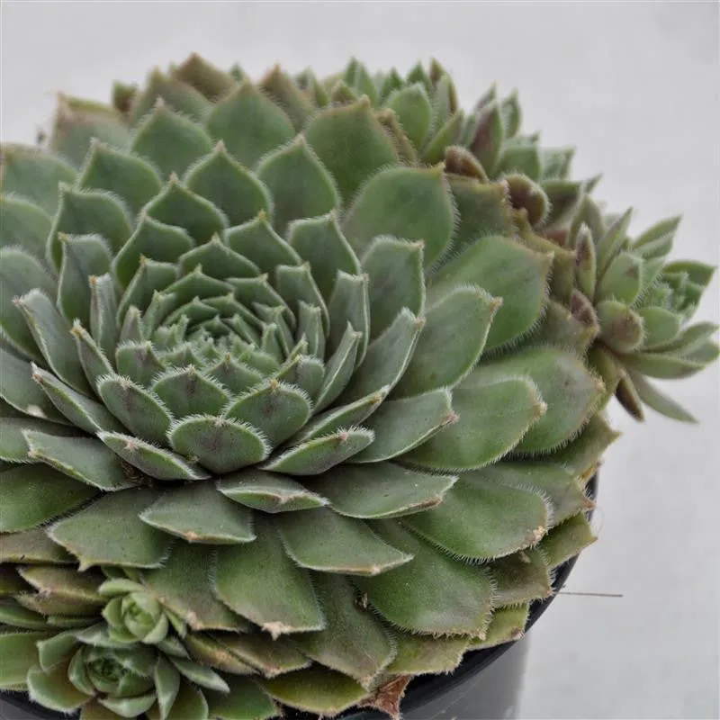 pasiora-sempervivum-hercules-10-5cm-sukkulente image 1