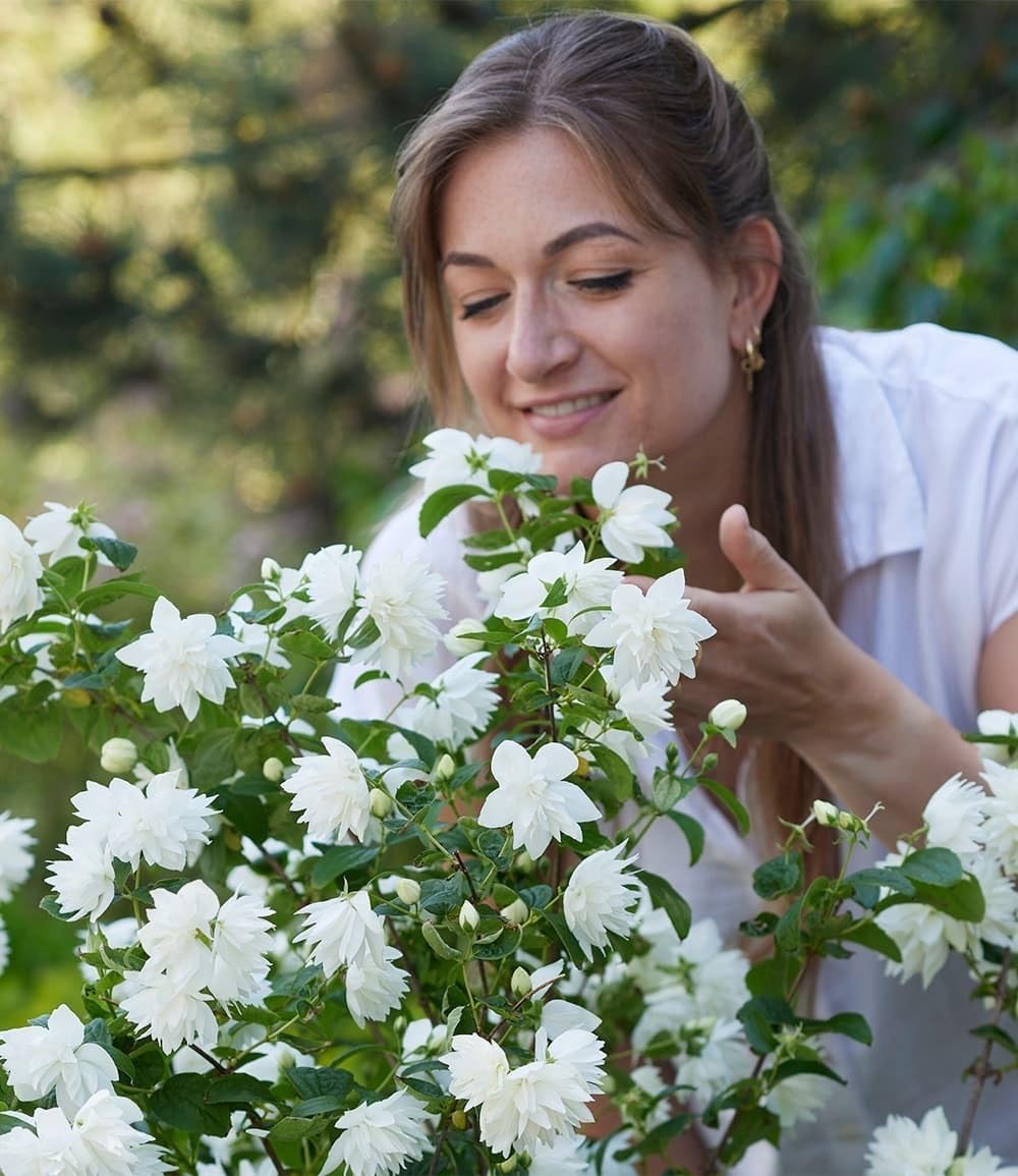 baldur-garten-duftender-gartenjasmin-pearls-of-perfume-im-9x9-cm-topf image 3