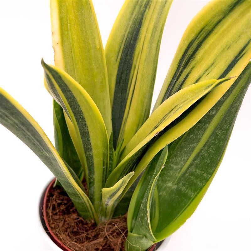 pasiora-sansevieria-golden-flame-bogenhanf-12cm-topf image 2
