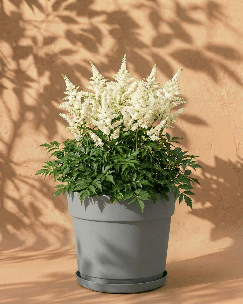 feey-astilbe-wei-knollen-pflanze-f-r-schatten image 7