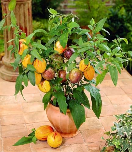 baldur-garten-melonenbirne-sugar-gold-pflanze-im-10-5-cm-topf image 5