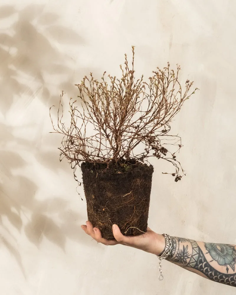 feey-gelber-fingerstrauch-potentilla-goldfinger image 1