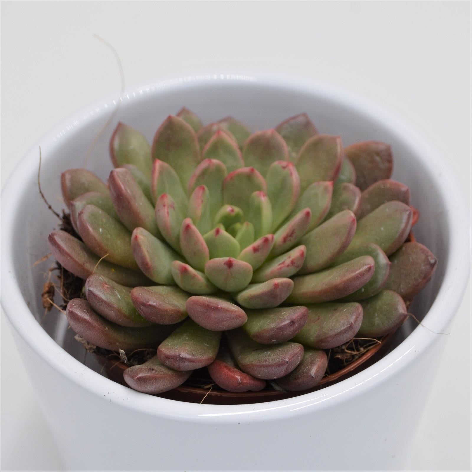 pasiora-x-graptoveria-pink-ruby-sukkulente-8-5cm image 1