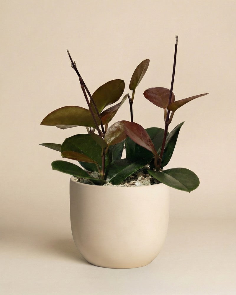 feey-hoya-australis-porzellanblume-zimmerpflanze-klein-schweiz image 8