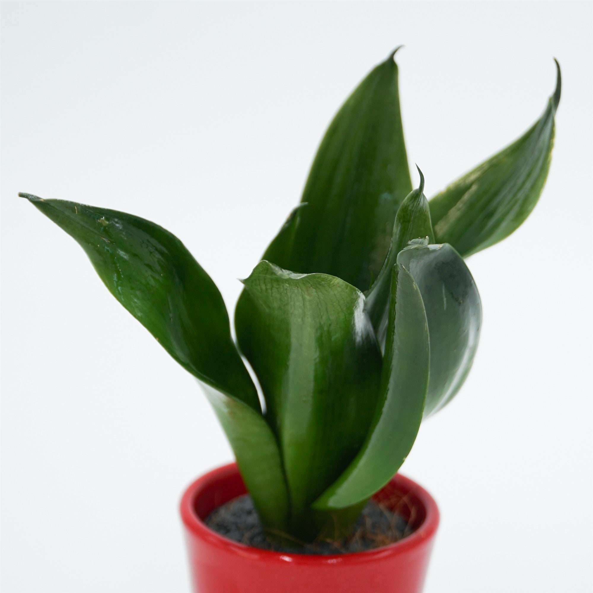 pasiora-sansevieria-trifasciata-black-jade-6cm image 4