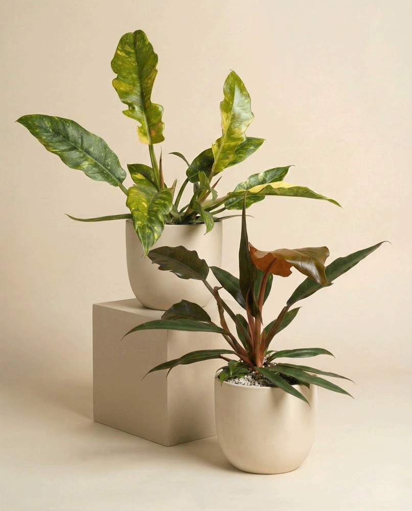 feey-zackiges-philodendron-duo-pluto-ring-of-fire image 5