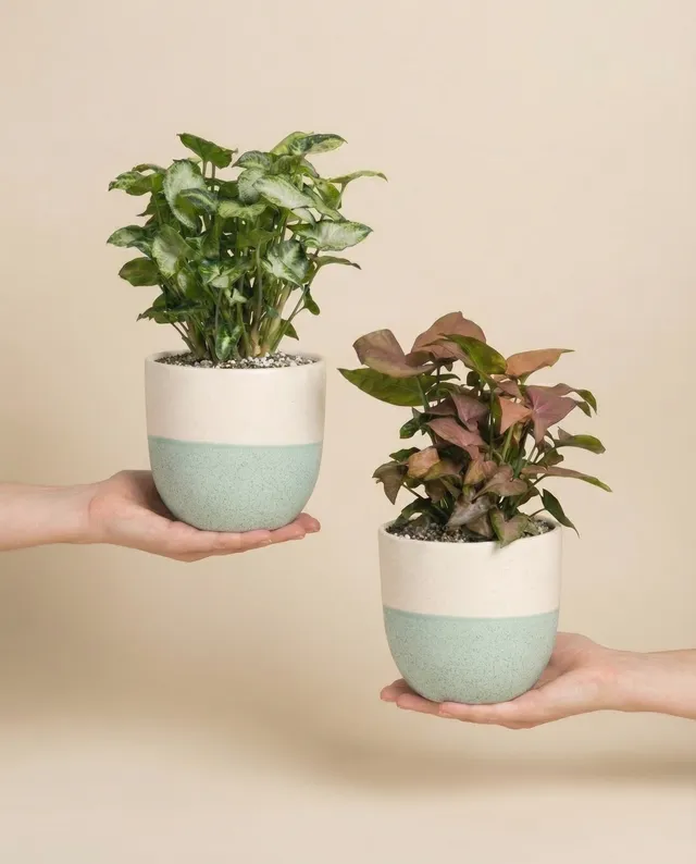 feey-schweizer-syngonium-duo-pixie-neon-pflanzenset image 1