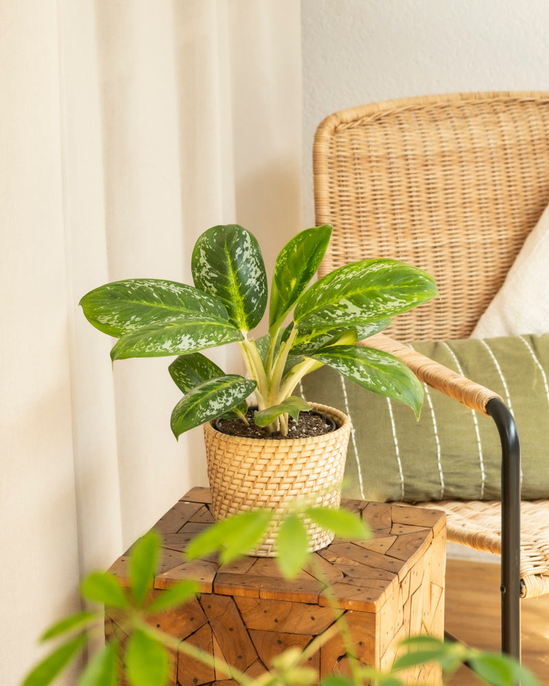 feey-aglaonema-onyx-green-zimmerpflanze-klein-mittel image 4
