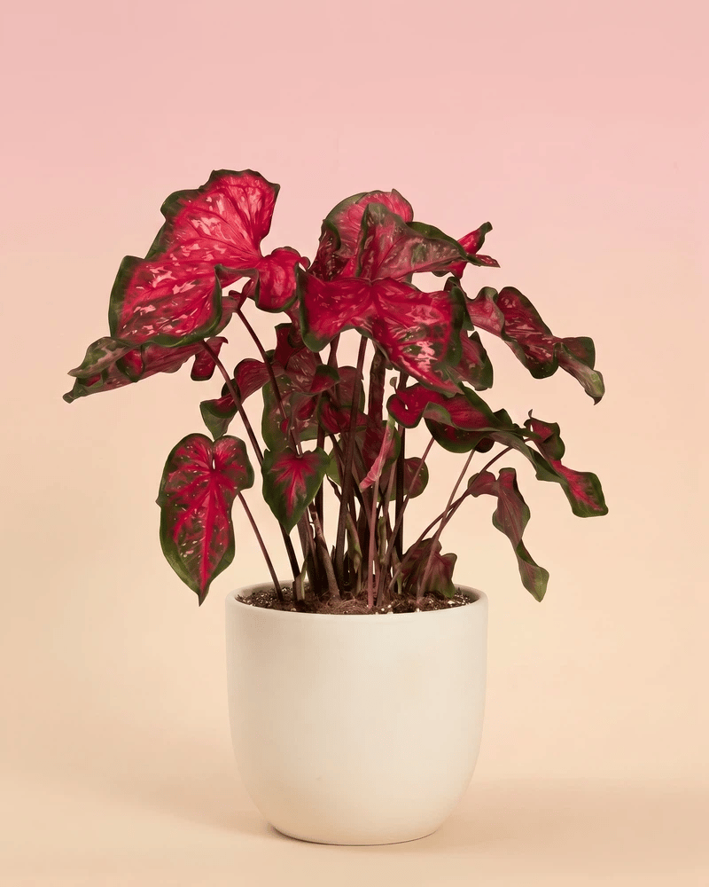feey-caladium-pink-panther-zimmerpflanze image 6
