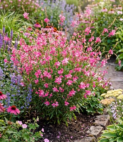 baldur-garten-prachtkerze-gaura-pink-4x-pflanzen-im-9x9-cm-topf image 3