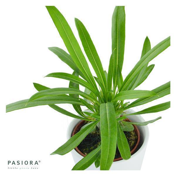 pasiora-pachypodium-lamerei-sukkulente-6cm-topf image 3