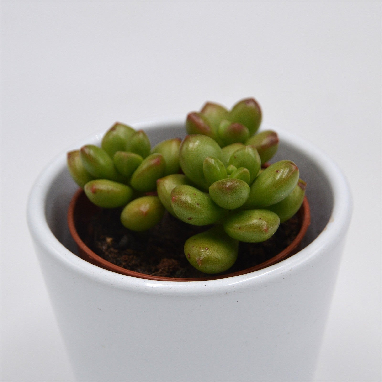 pasiora-sedum-red-coral-sukkulente-5-5cm image 2