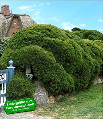 baldur-garten-pinien-hecke-pinus-mugo-mughus-im-9x9-cm-topf image 6