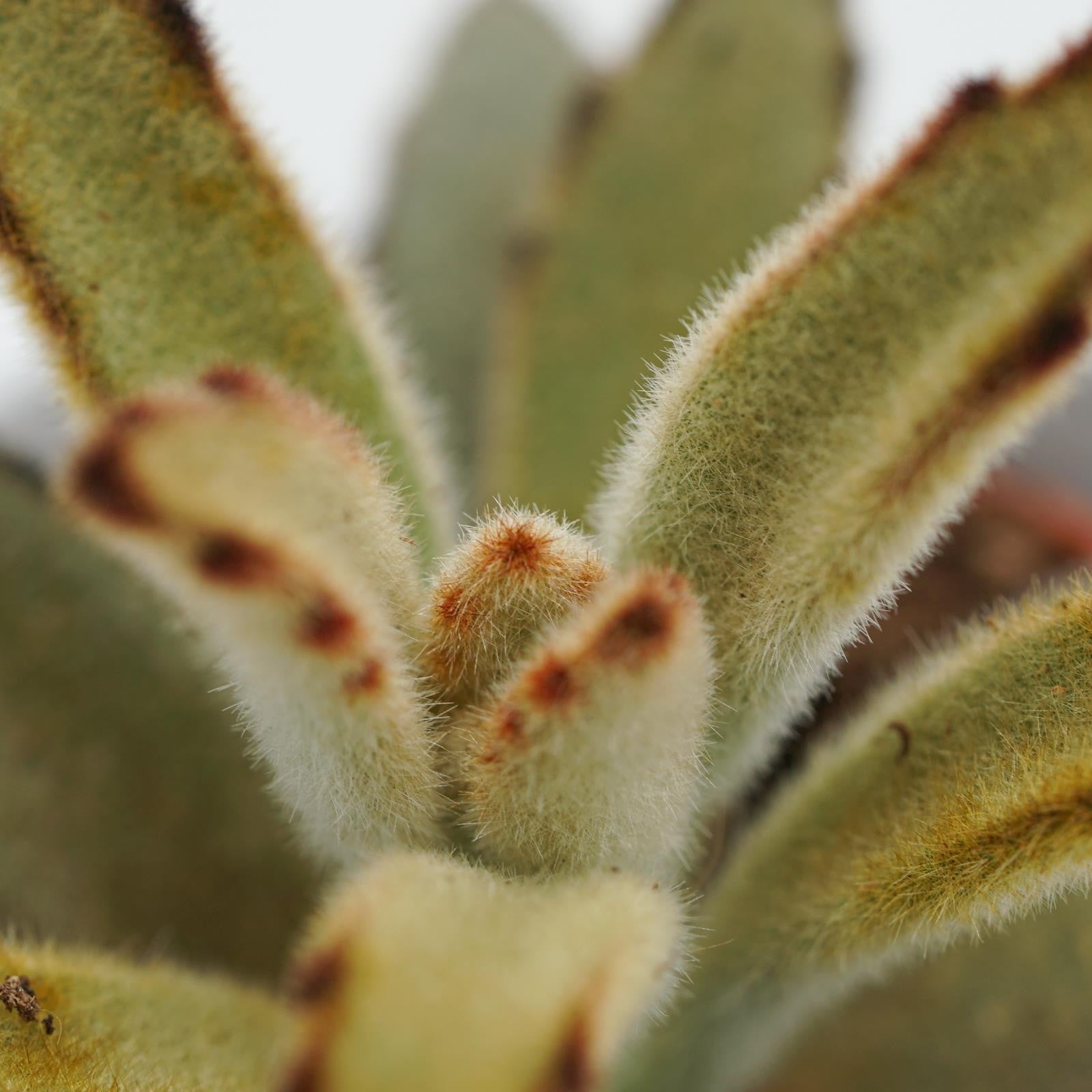 pasiora-kalanchoe-tomentosa-chocolate-soldier-sukkulente-6cm image 4
