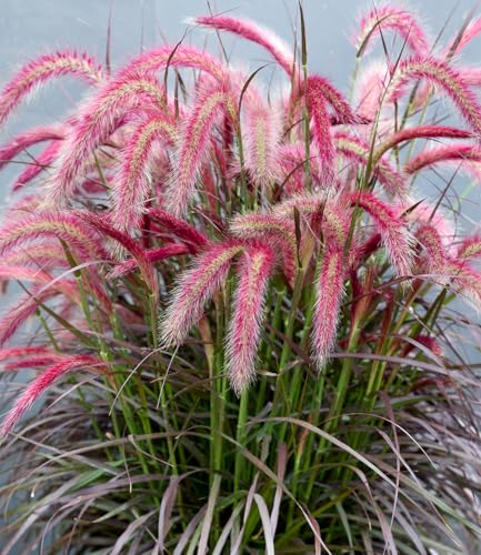 baldur-garten-lampenputzergras-tiny-tails-im-9x9-cm-topf image 4