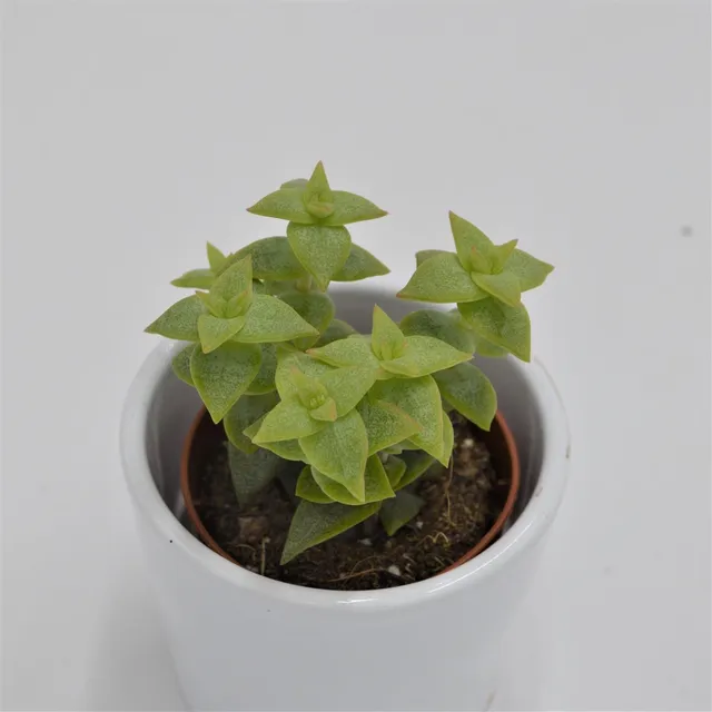 pasiora-crassula-perforata-necklace-vine-5-5cm image 1
