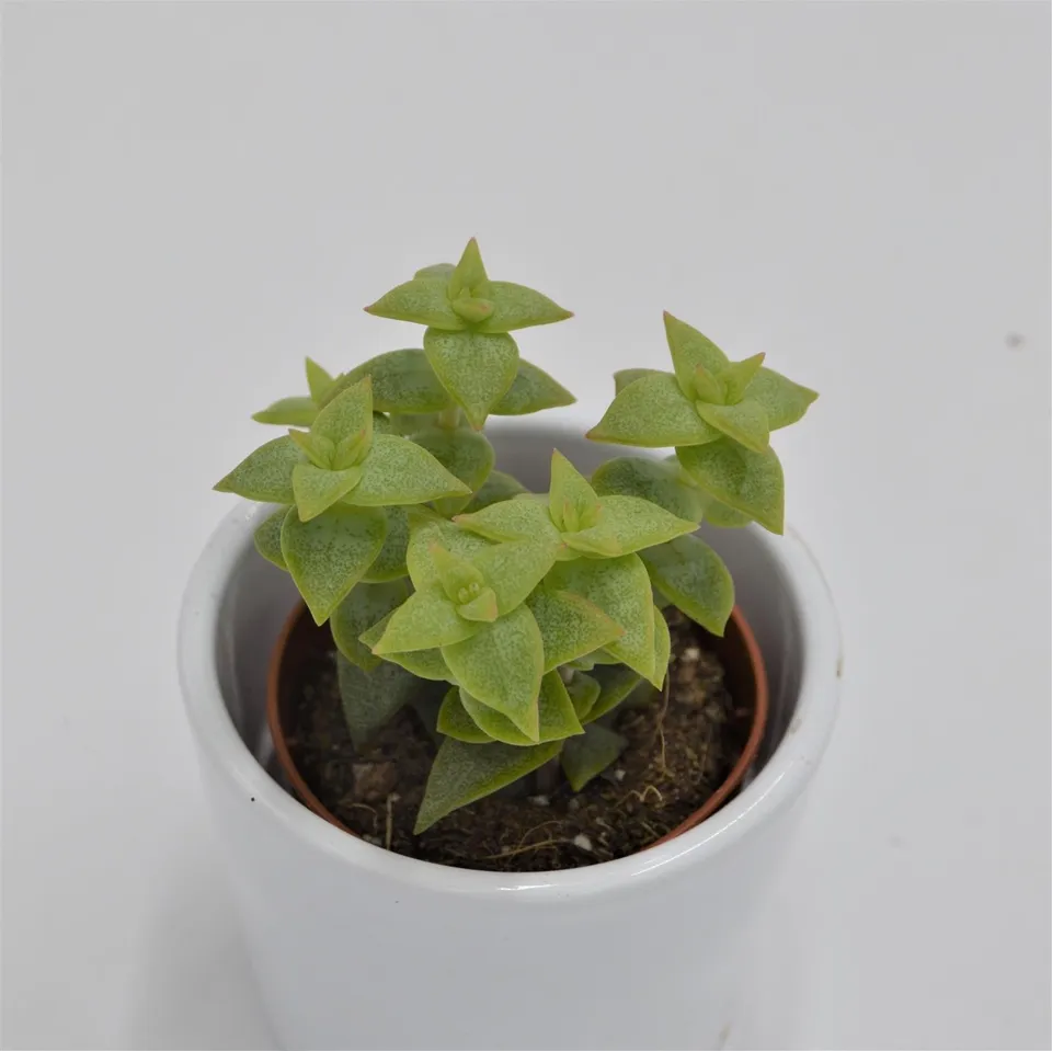 pasiora-crassula-perforata-necklace-vine-5-5cm image 1
