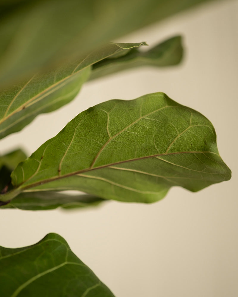 feey-geigenfeige-xl-ficus-lyrata-zimmerpflanze image 8