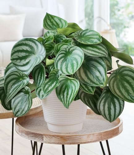 baldur-garten-peperomia-watermelon-17-cm-topf image 3