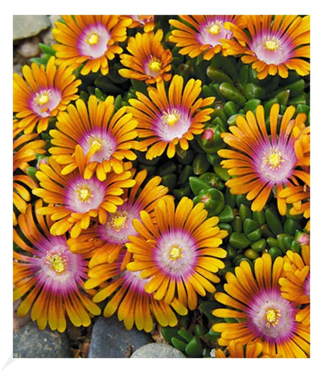 baldur-garten-3x-bodendecker-delosperma-fire-spinner-eisblumen-9x9-cm-topf image 1