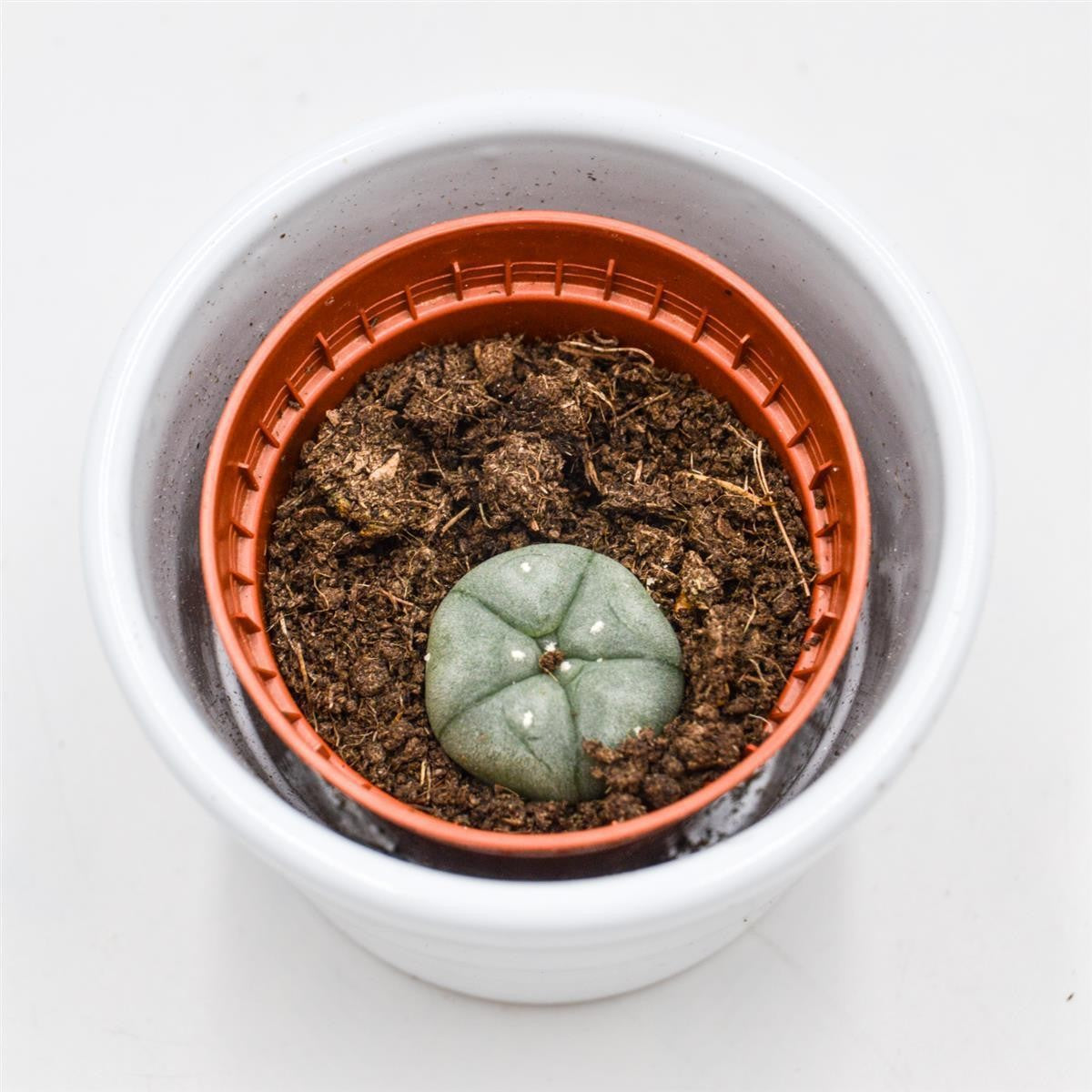 pasiora-lophophora-williamsii-kaktus-5-5-cm image 1