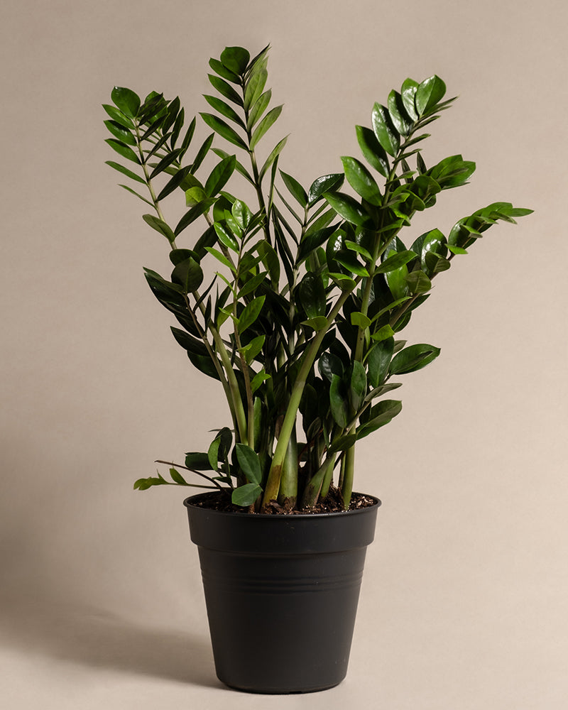 feey-gro-e-gl-cksfeder-zamioculcas-zamiifolia-zimmerpflanze image 3