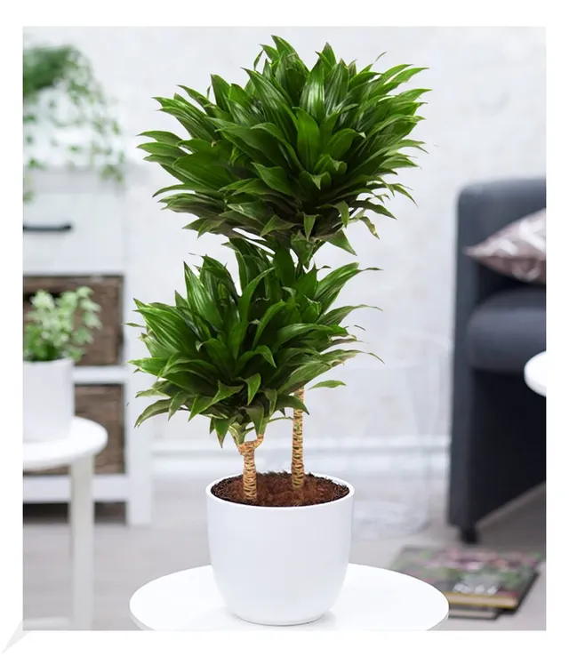 baldur-garten-dracaena-compacta-zimmerpflanze-ca-55-cm-im-19-cm-topf image 1