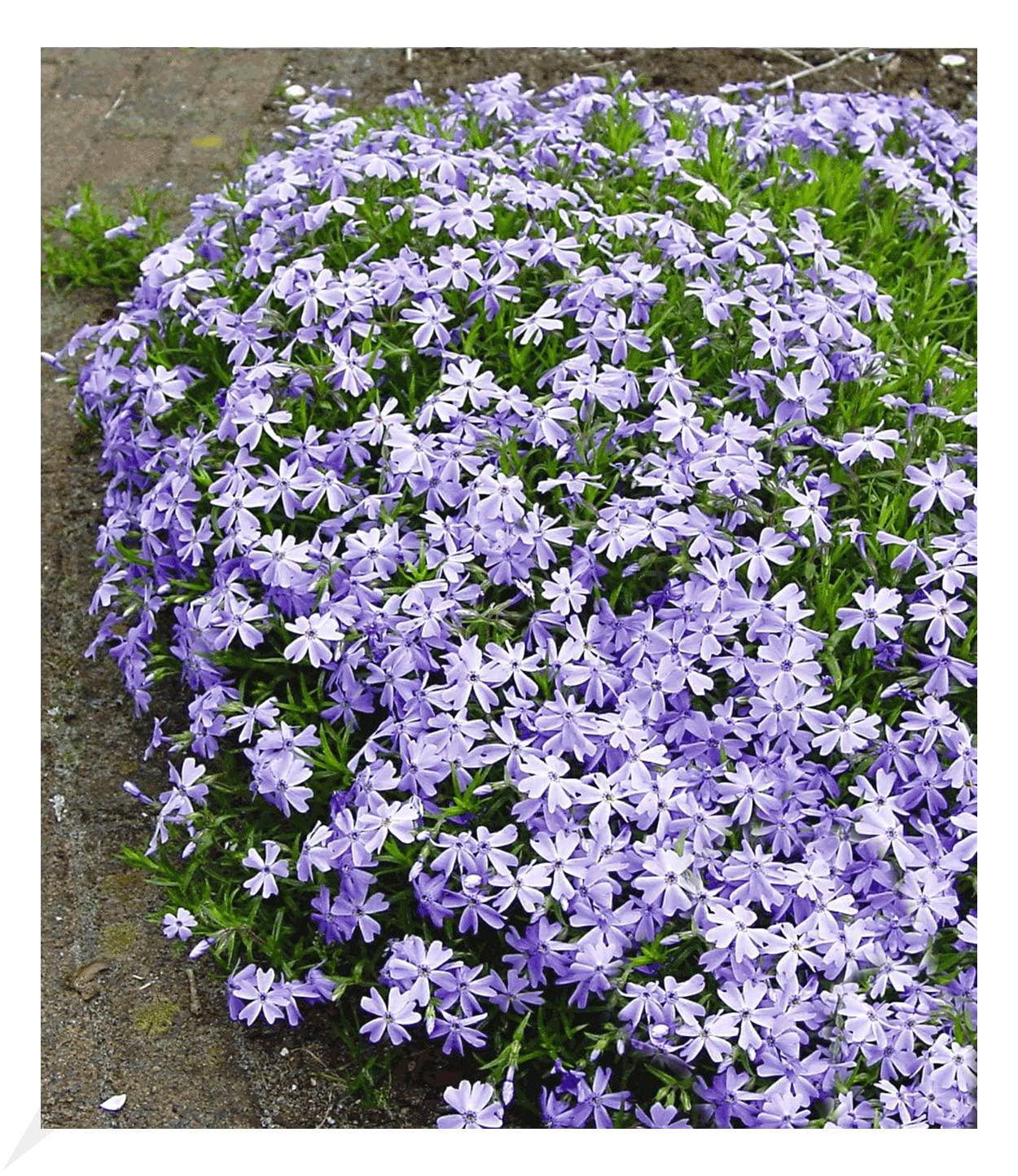 baldur-garten-roter-teppich-phlox-3x-stauden-im-9x9-cm-topf image 5
