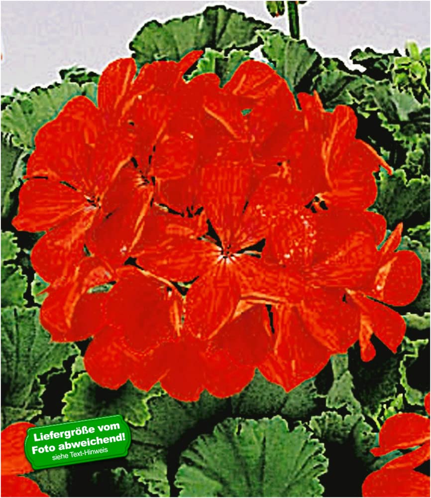 baldur-garten-tiroler-h-nge-geranien-feuerrot-3-pflanzen-im-10-5-cm-topf image 1