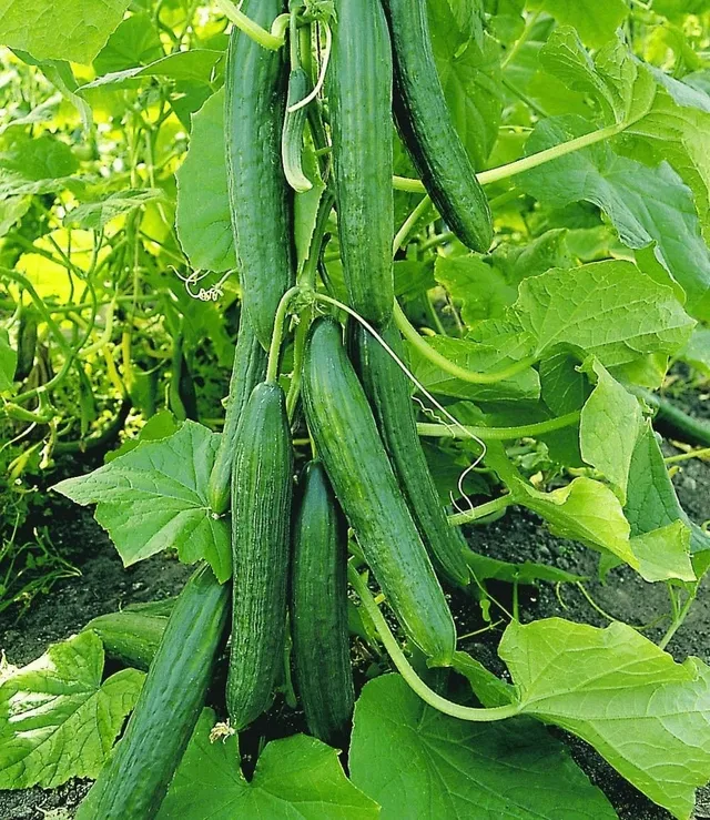 baldur-garten-4x-veredelte-salatgurke-ph-nix-im-10-5-cm-topf image 1