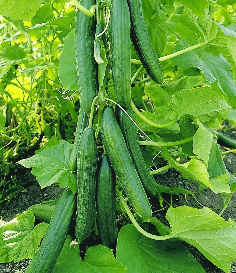 baldur-garten-4x-veredelte-salatgurke-ph-nix-im-10-5-cm-topf image 1