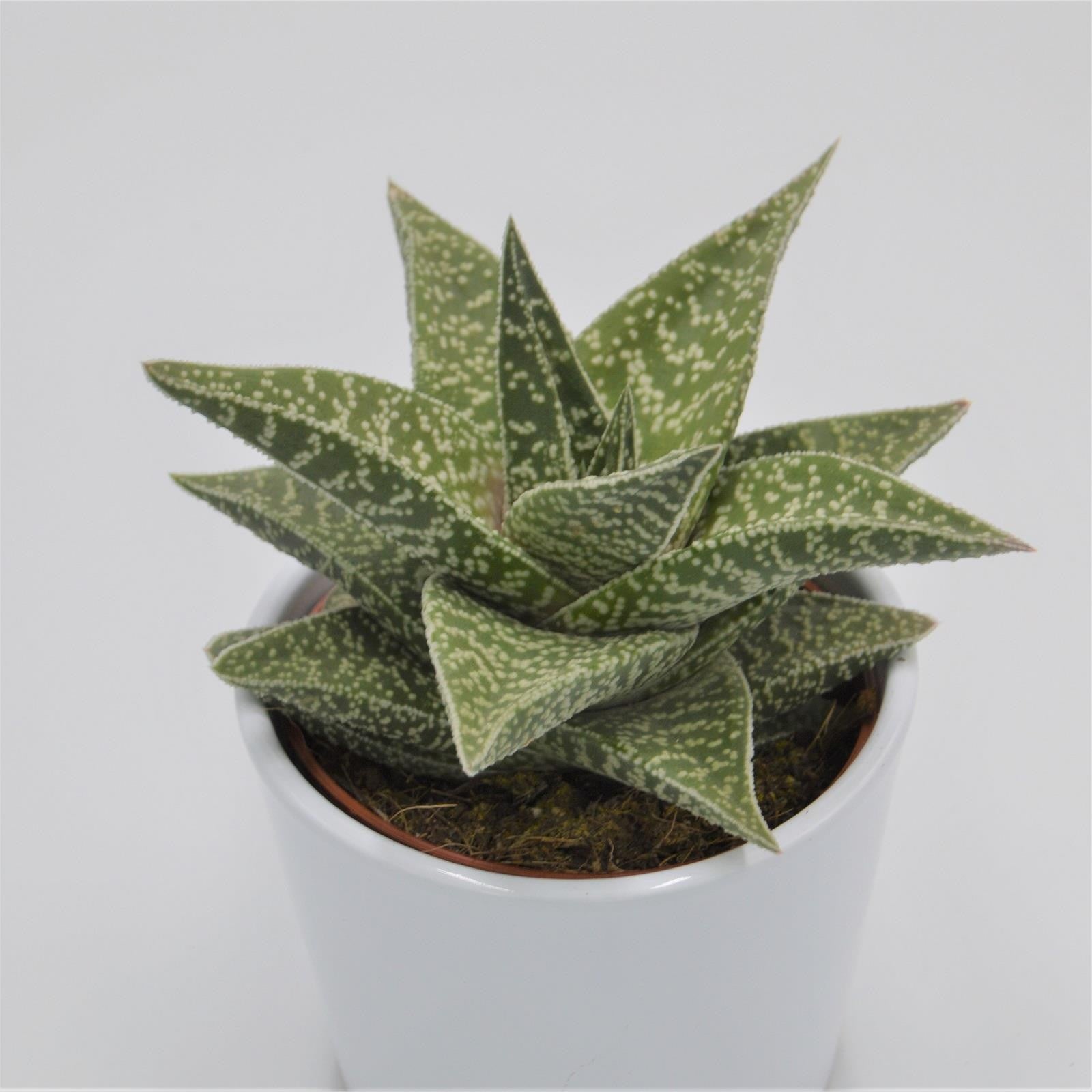 pasiora-aloe-aveo-sukkulente-10-5cm-topf image 1