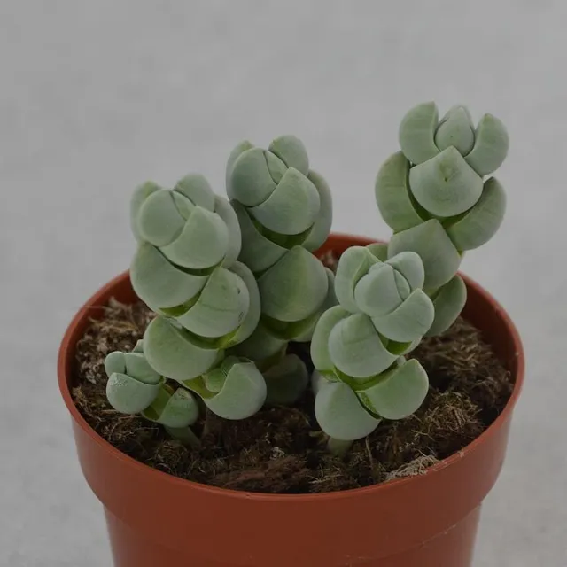 pasiora-crassula-deceptor-sukkulente-8-5cm-topf image 1