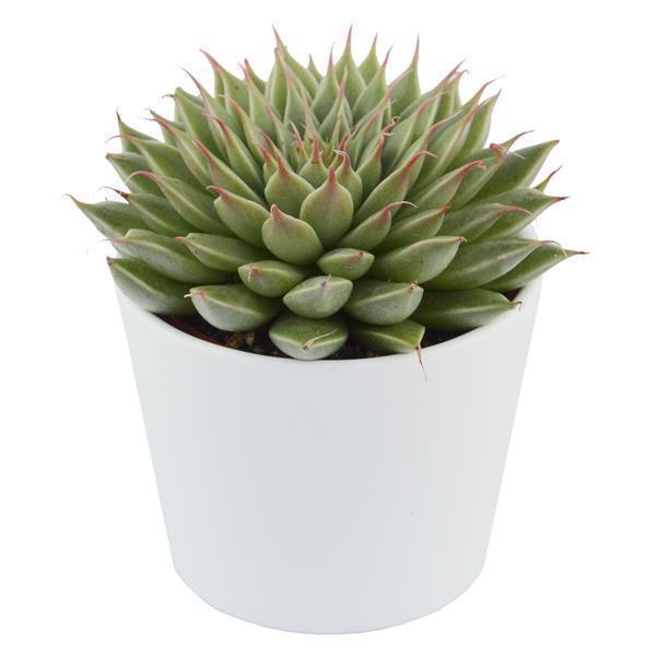 pasiora-graptopetalum-filiferum-sukkulente-im-6cm-topf image 3