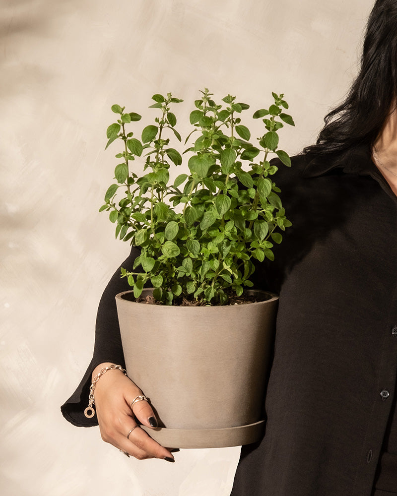 feey-oregano-origanum-vulgare-kr-uterpflanze image 1