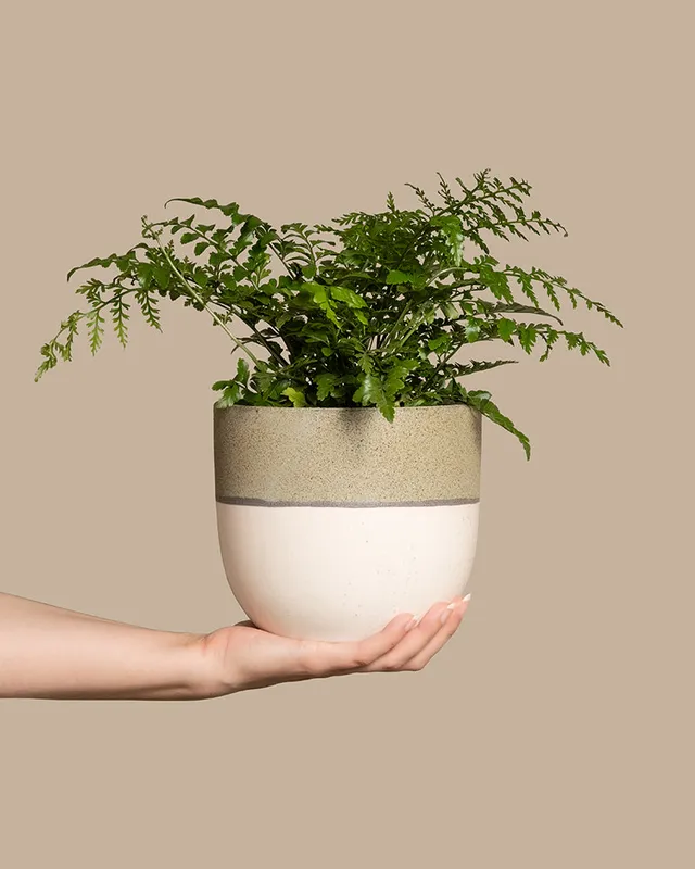 feey-streifenfarn-asplenium-dimorphum-parvati-zimmerpflanze image 1