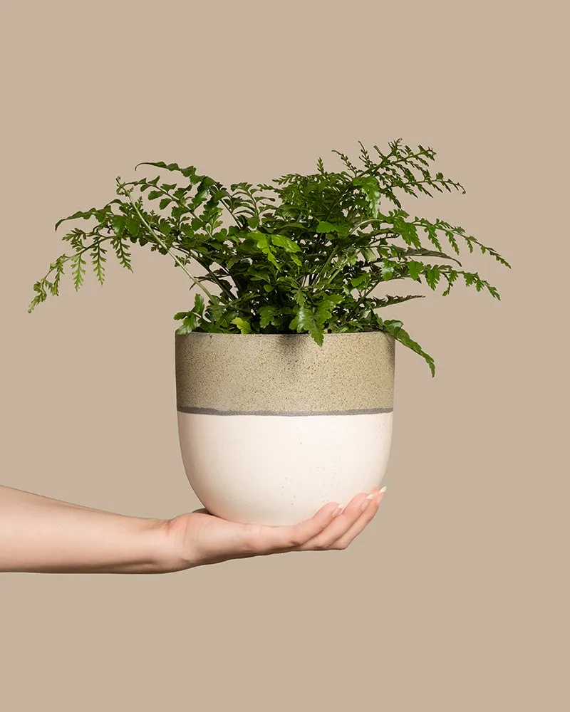 feey-streifenfarn-asplenium-dimorphum-parvati-zimmerpflanze image 1