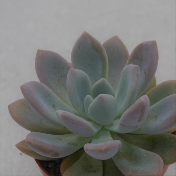 pasiora-x-graptoveria-opalina-sukkulente-8-5cm-topf image 1
