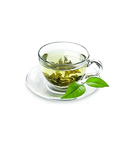 baldur-garten-winterharte-teepflanze-camellia-sinensis-im-10-5-cm-topf image 4