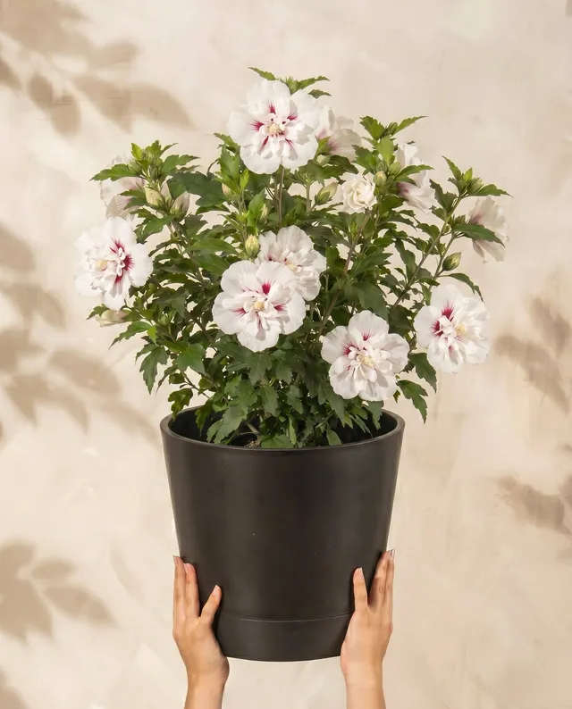 feey-wei-er-hibiskus-speciosus-hibiscus-syriacus-straucheibisch image 1