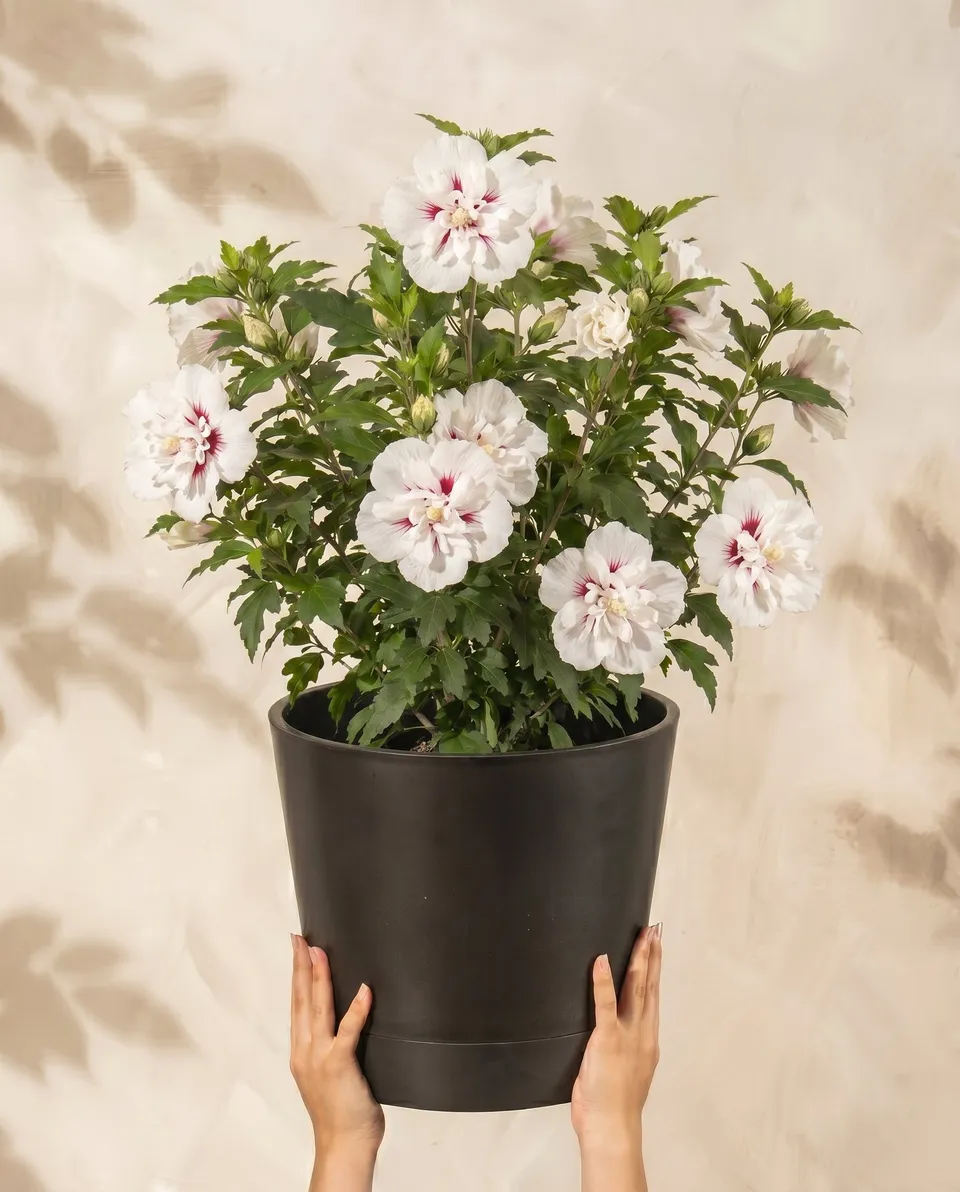 feey-wei-er-hibiskus-speciosus-hibiscus-syriacus-straucheibisch image 1