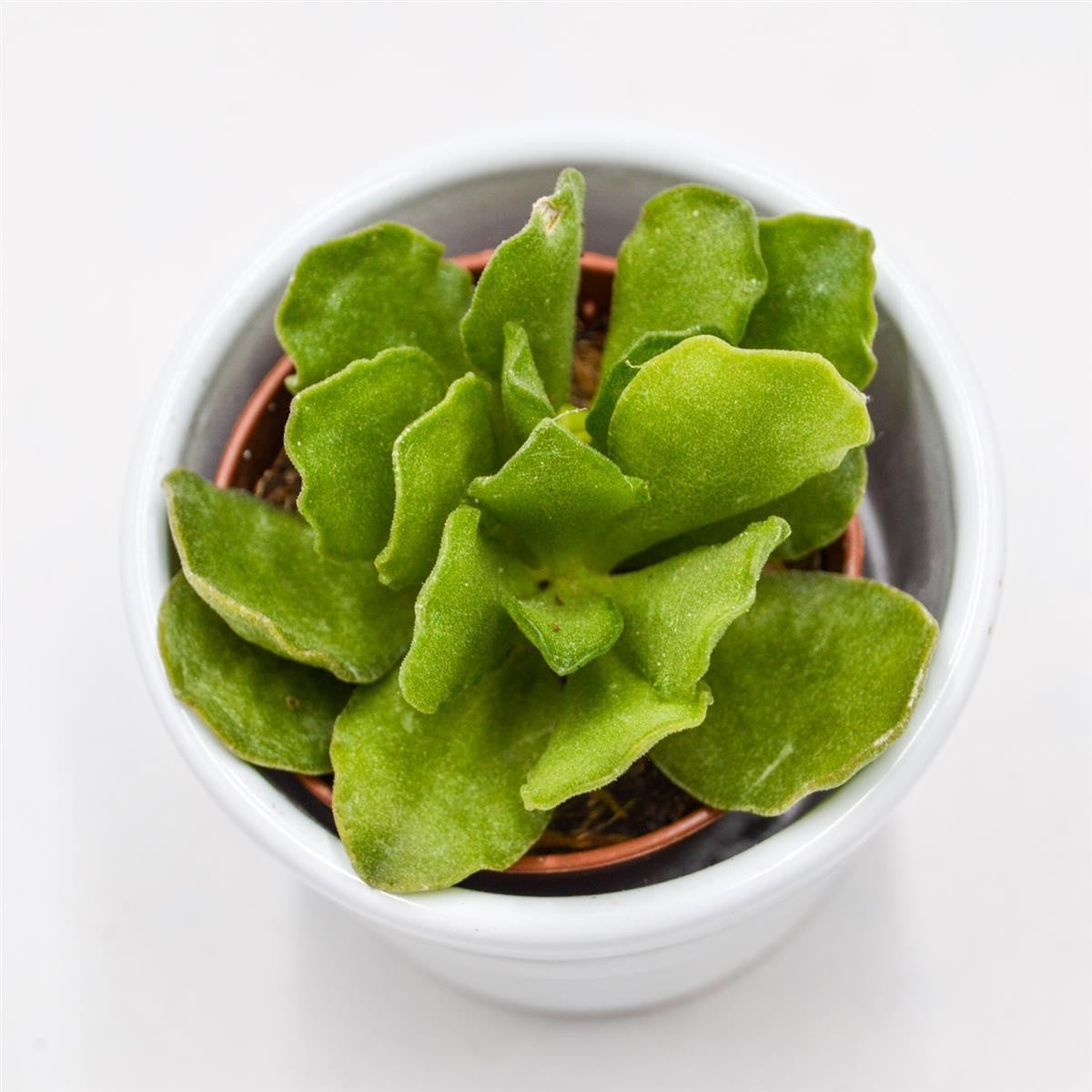 pasiora-adromischus-cristatus-v-mzimvubuensis-sukkulente-5-5cm image 1