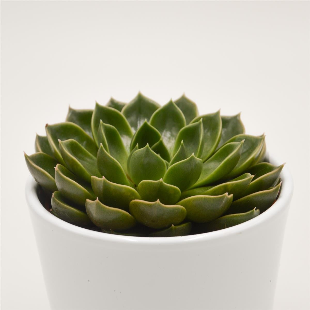 pasiora-echeveria-torro-sukkulente-10-5cm image 1