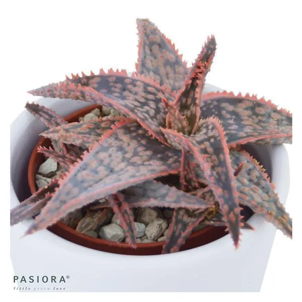 pasiora-aloe-red-shade-sukkulente-6cm-topf image 1