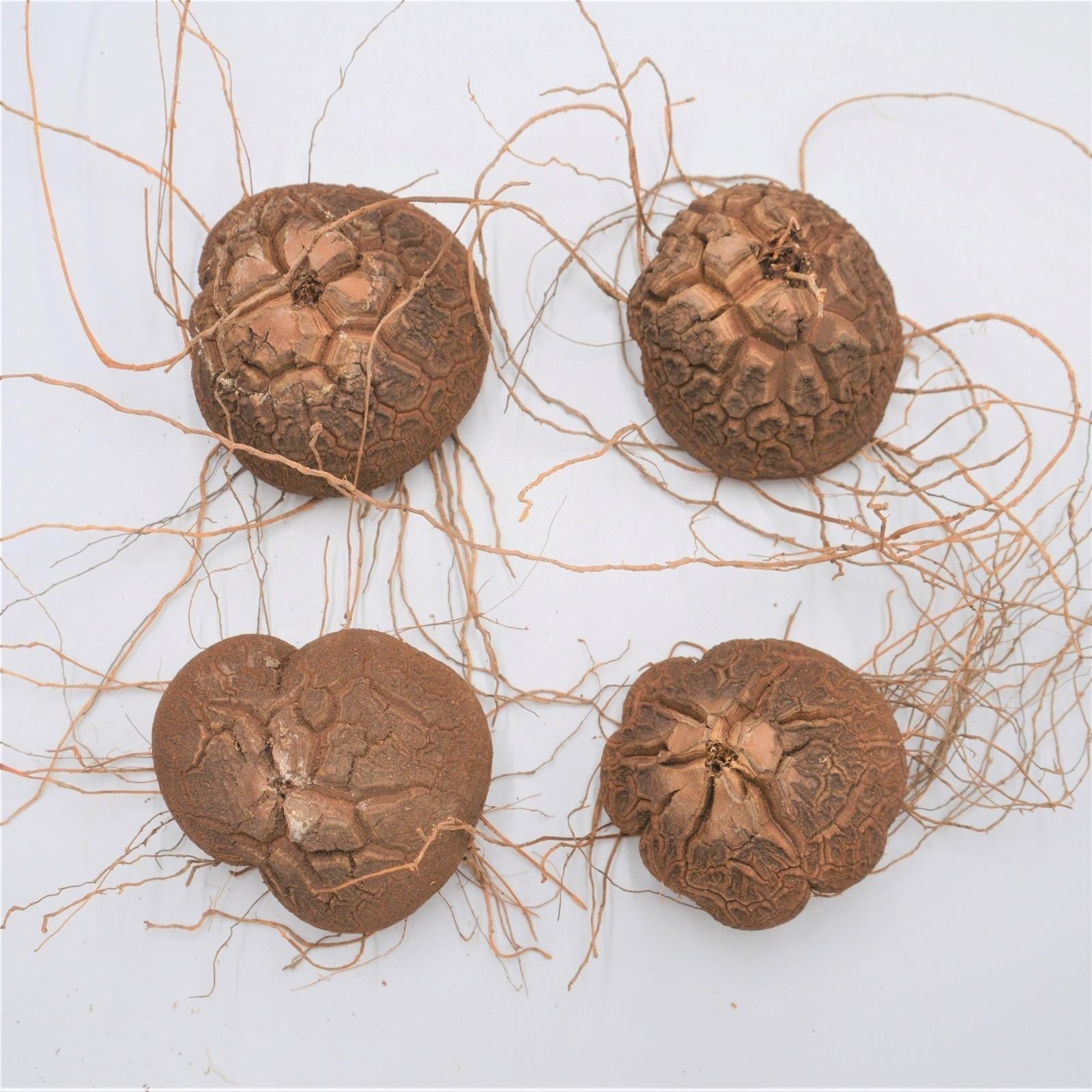 pasiora-dioscorea-elephantipes-caudex-5-7-cm image 2