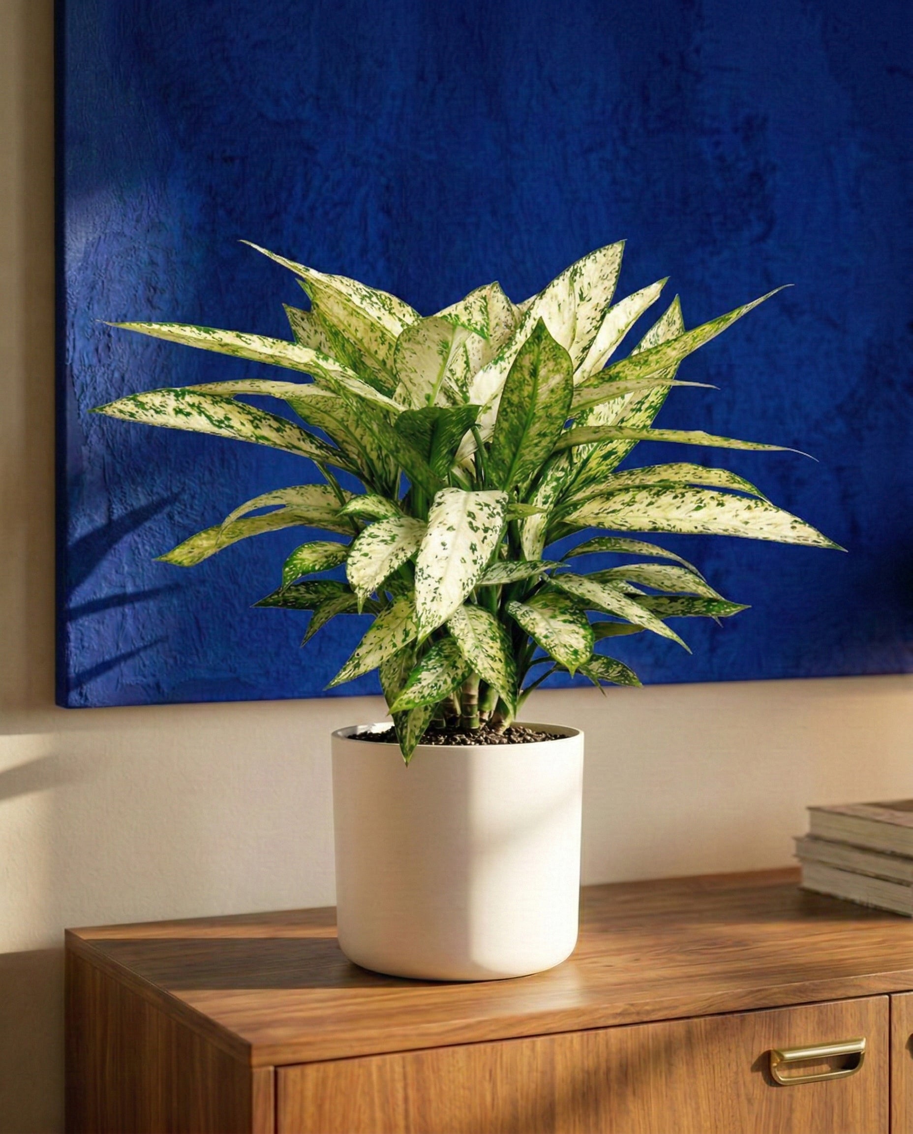 feey-dieffenbachia-vesuvius-zimmerpflanze-gro image 2