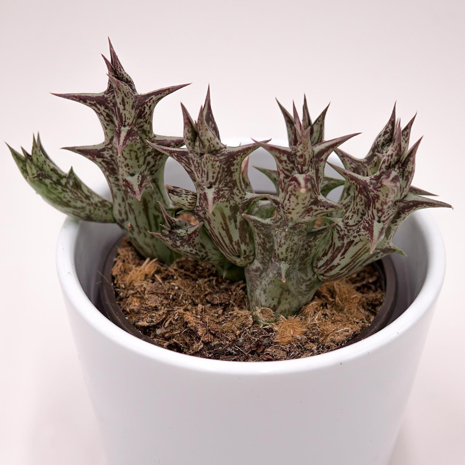 pasiora-orbea-decaisneana-subsp-hesperidum-aasblume-8cm-topf image 1