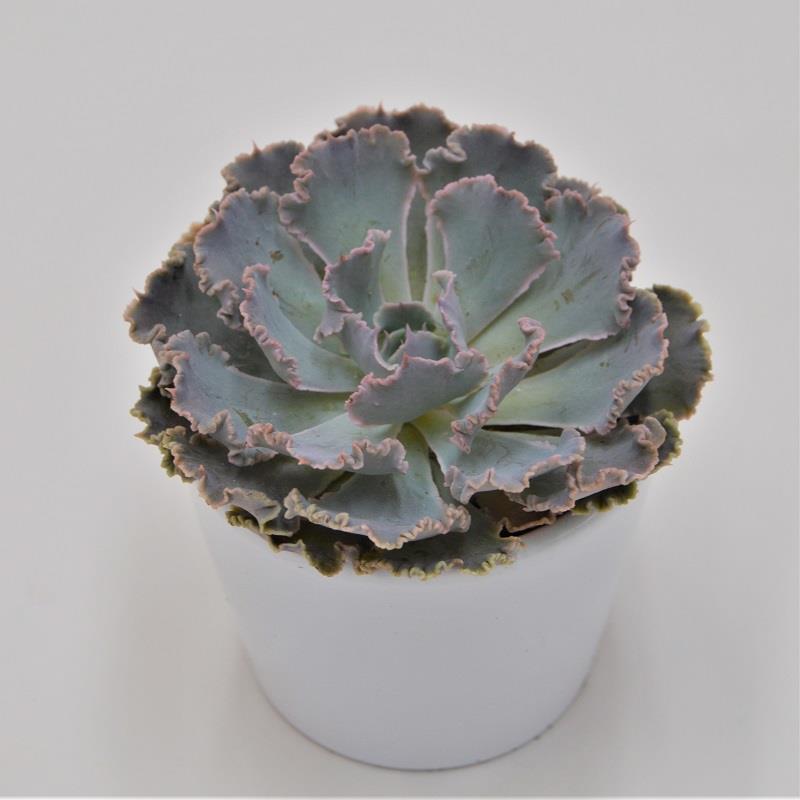 pasiora-echeveria-cheyenne-sukkulente-5-5cm image 1