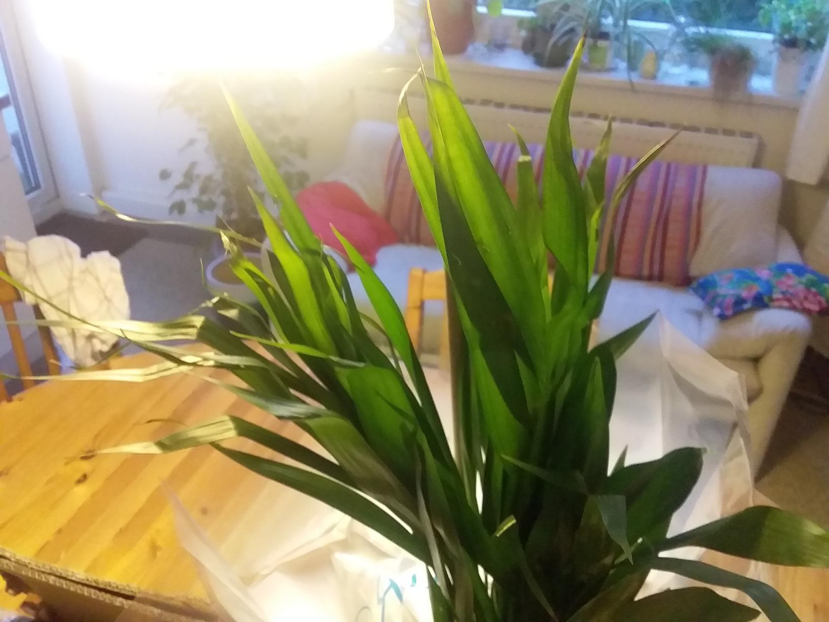 Schöne große Pflanze