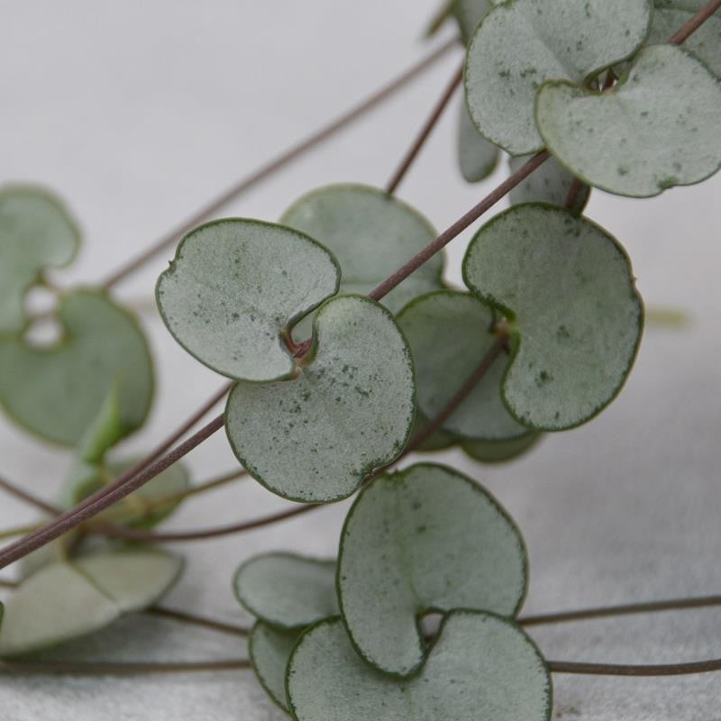 pasiora-ceropegia-woodii-silver-glory-h-ngepflanze-8cm image 1